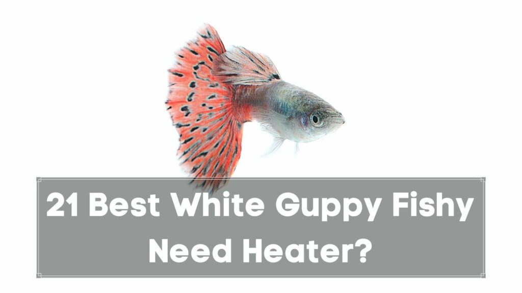 21 best white guppy fishy need heater
