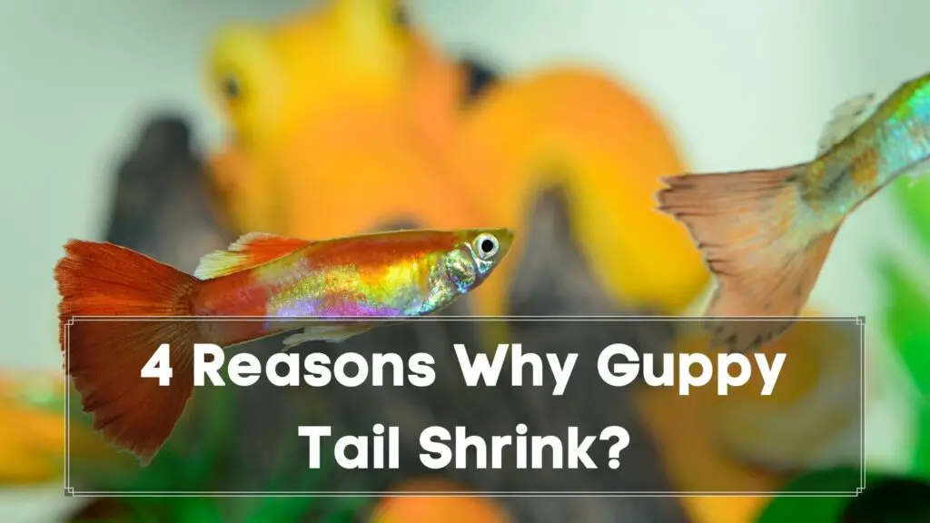 4 reasons why guppy tail shrink