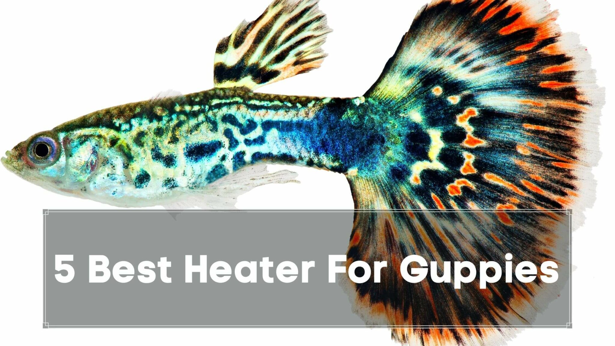 Do Guppy Need Heater? 5 Best Heater For Guppies Guppy Fish Care