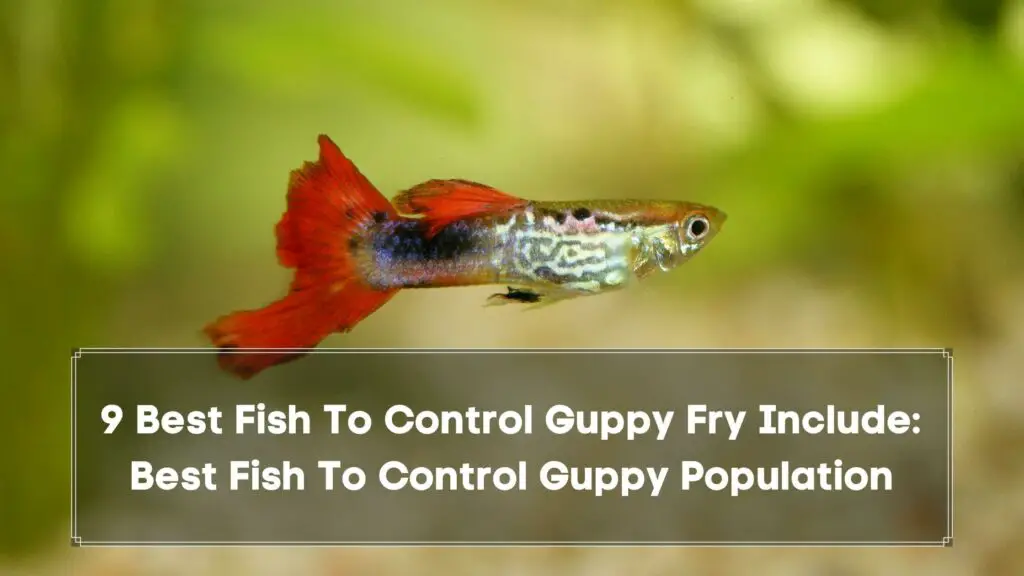 9 best fish to control guppy fry include best fish to control guppy population