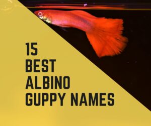Albino Guppy Breeds and Names