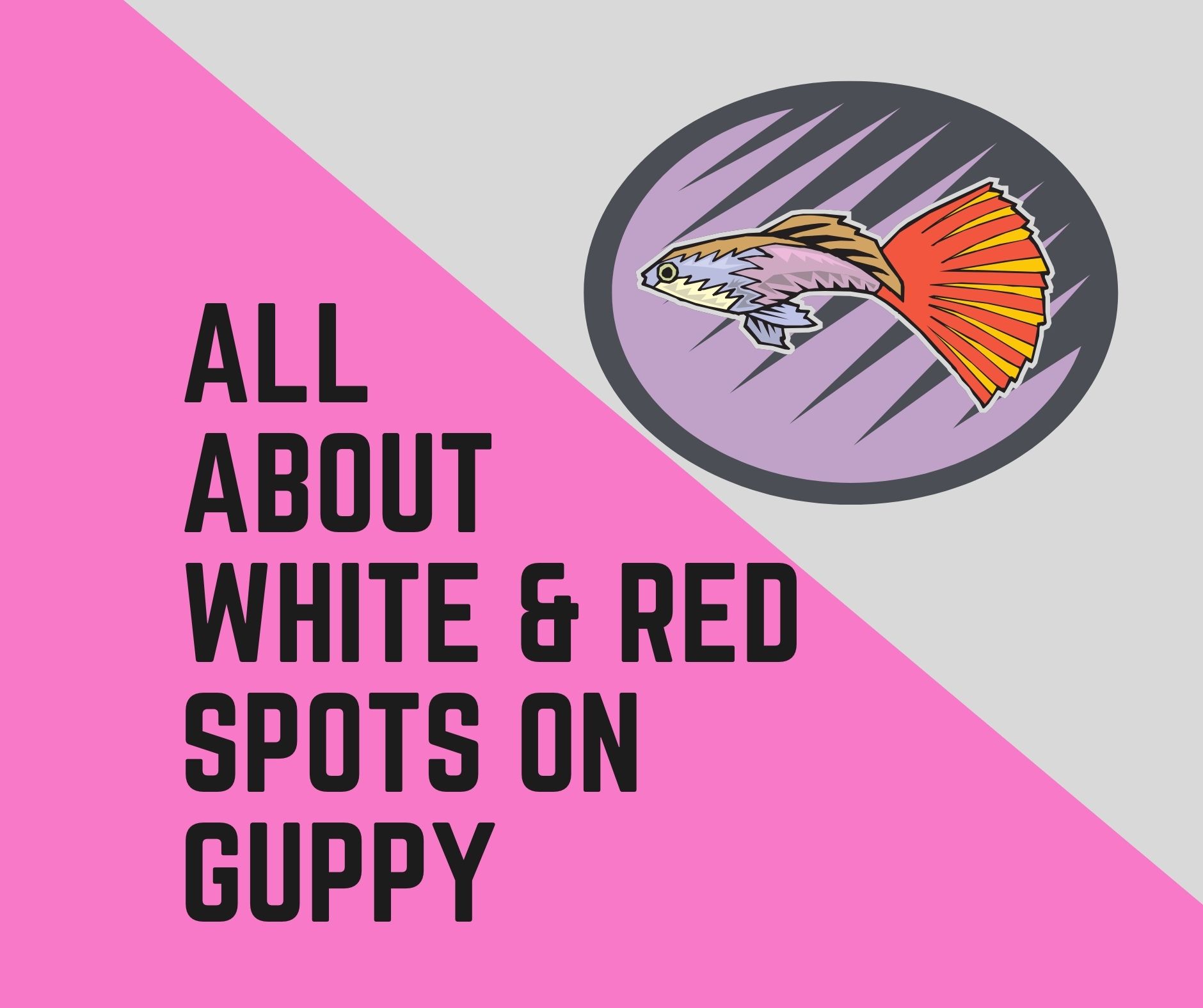 All About White & Red Spots On Guppy