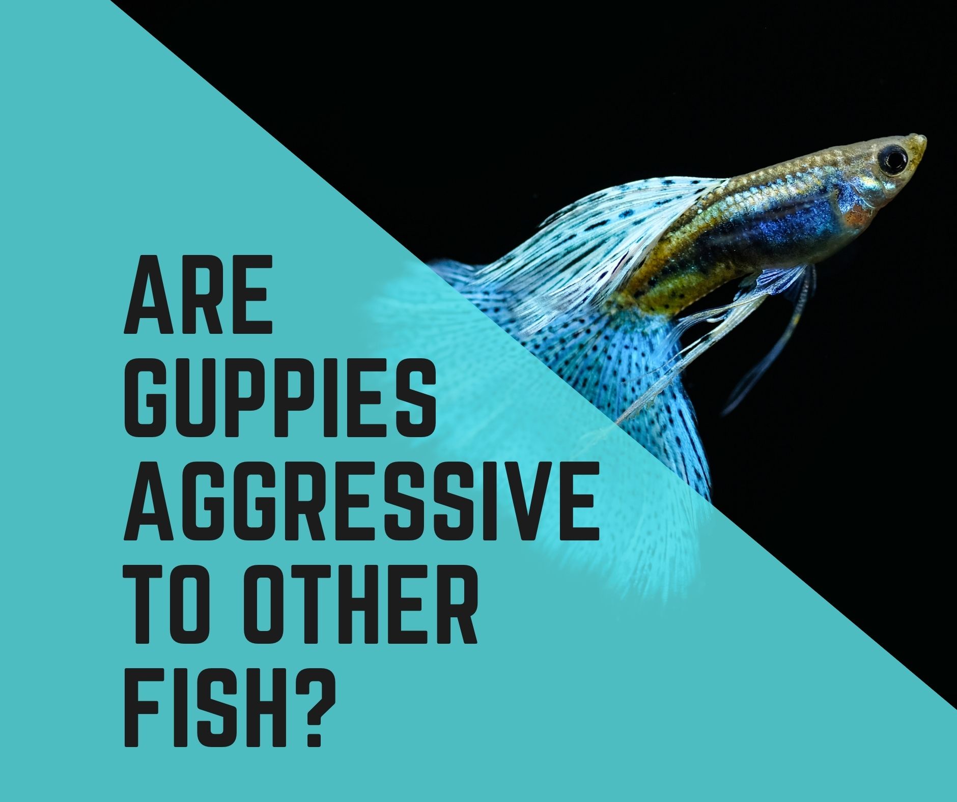 Are Guppies Aggressive To Other Fish?