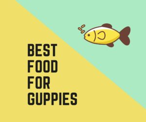 Best Food For Guppies