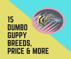 Dumbo Guppy Breeds and Price