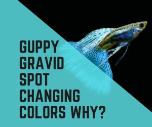 Guppy Gravid Spot Changing Colors Why?