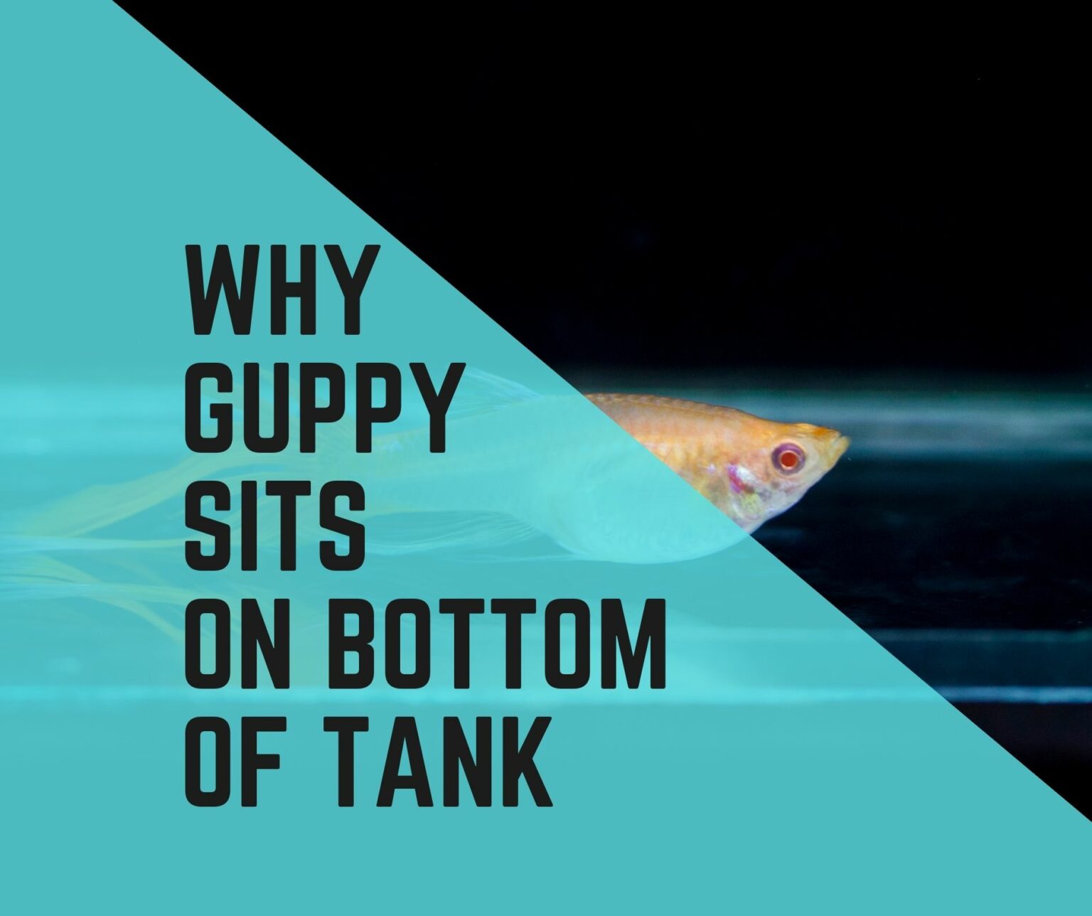 Why is My Guppy Sitting On Bottom Of Tank? Guppy Fish Care