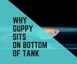 Guppy Sitting On Bottom Of Tank