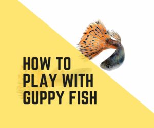How To Play With Guppy Fish