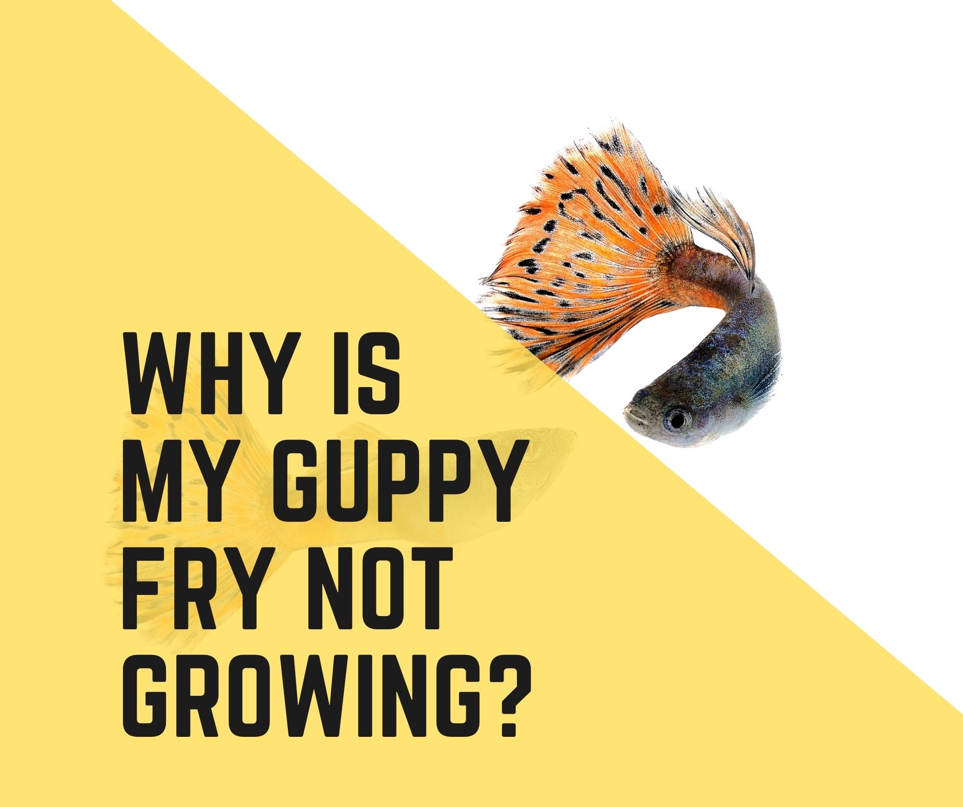 Why Is My Guppy Fry Not Growing?