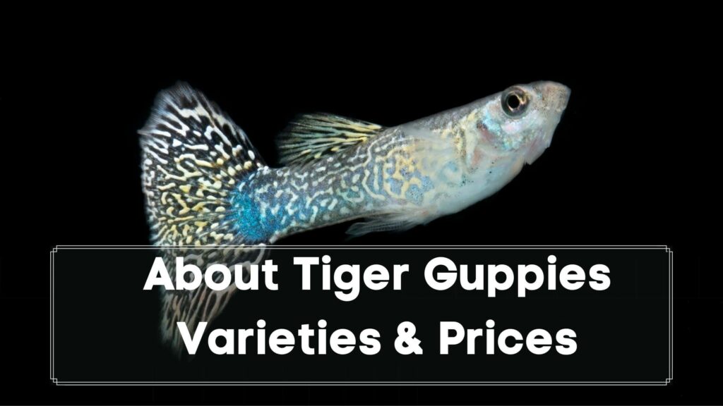 about tiger guppies varieties & prices