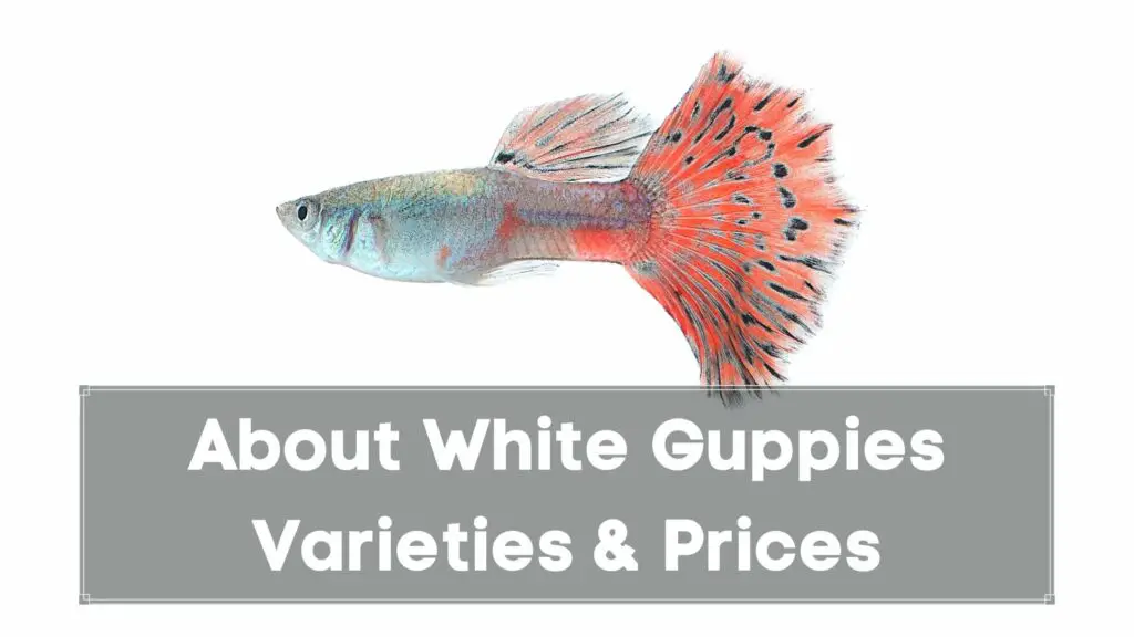 about white guppies varieties & prices