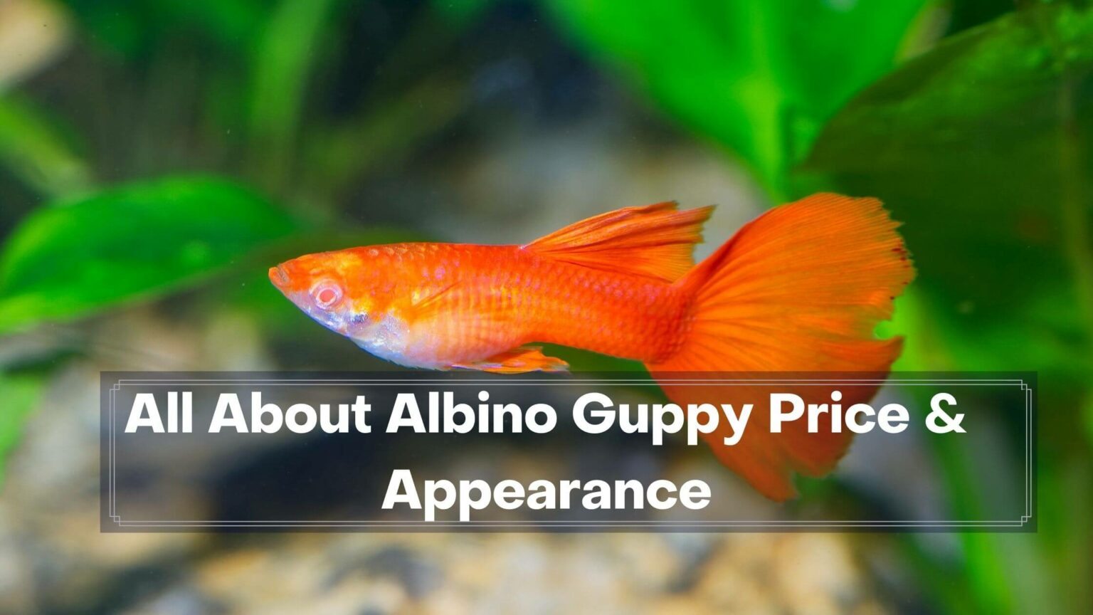 15 Best Albino Guppy Breeds and Names - Guppy Fish Care