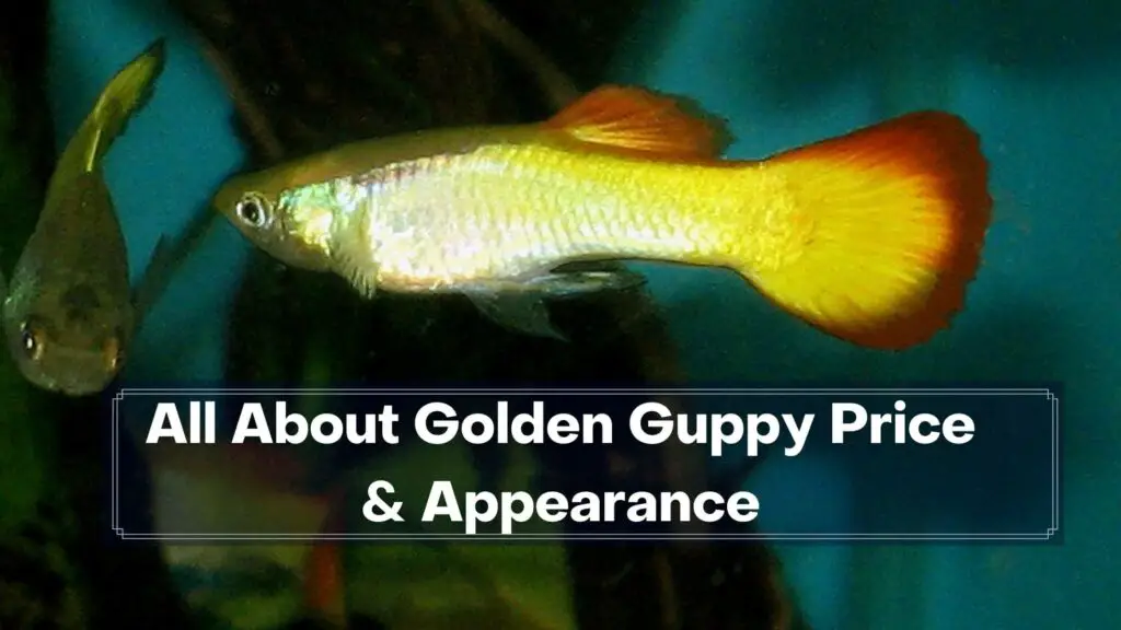 all about golden guppy price & appearance