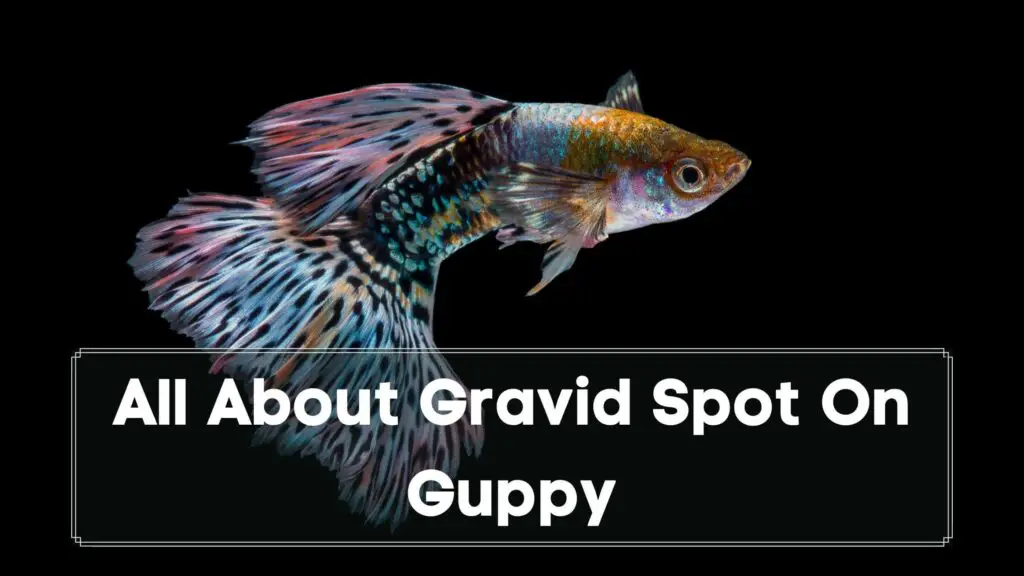 all about gravid spot on guppy