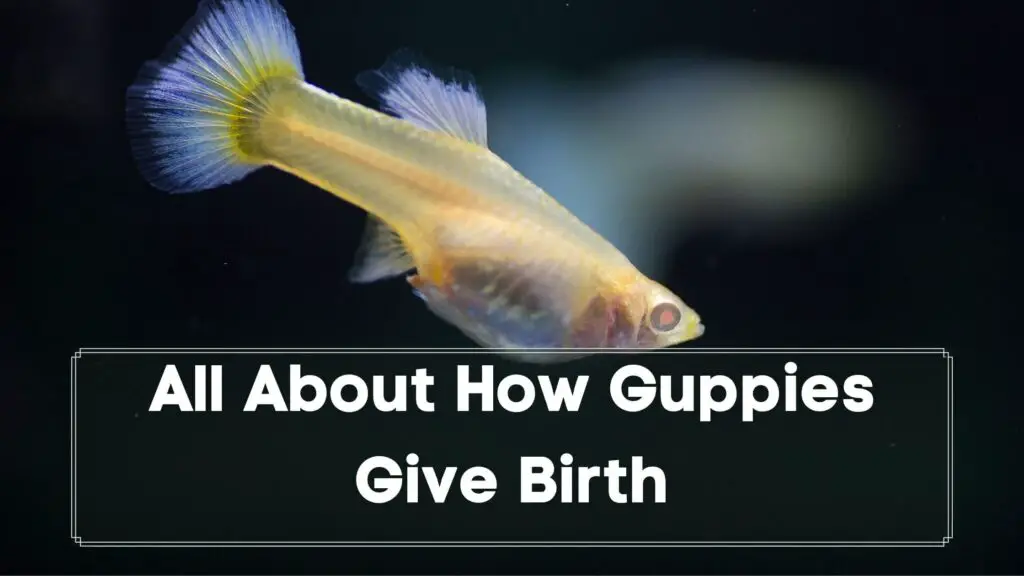 all about how guppies give birth