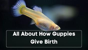 guppies giving birth