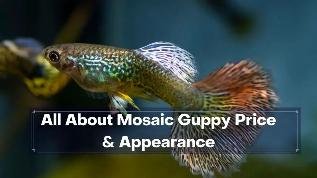 all about mosaic guppy price & appearance