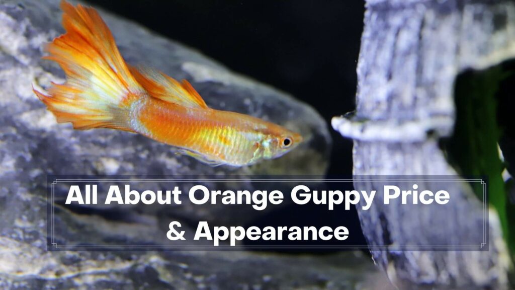 all about orange guppy price & appearance