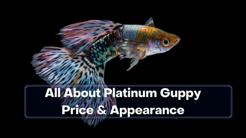 all about platinum guppy price & appearance