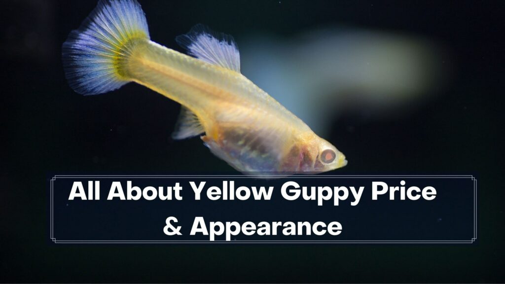 all about yellow guppy price & appearance
