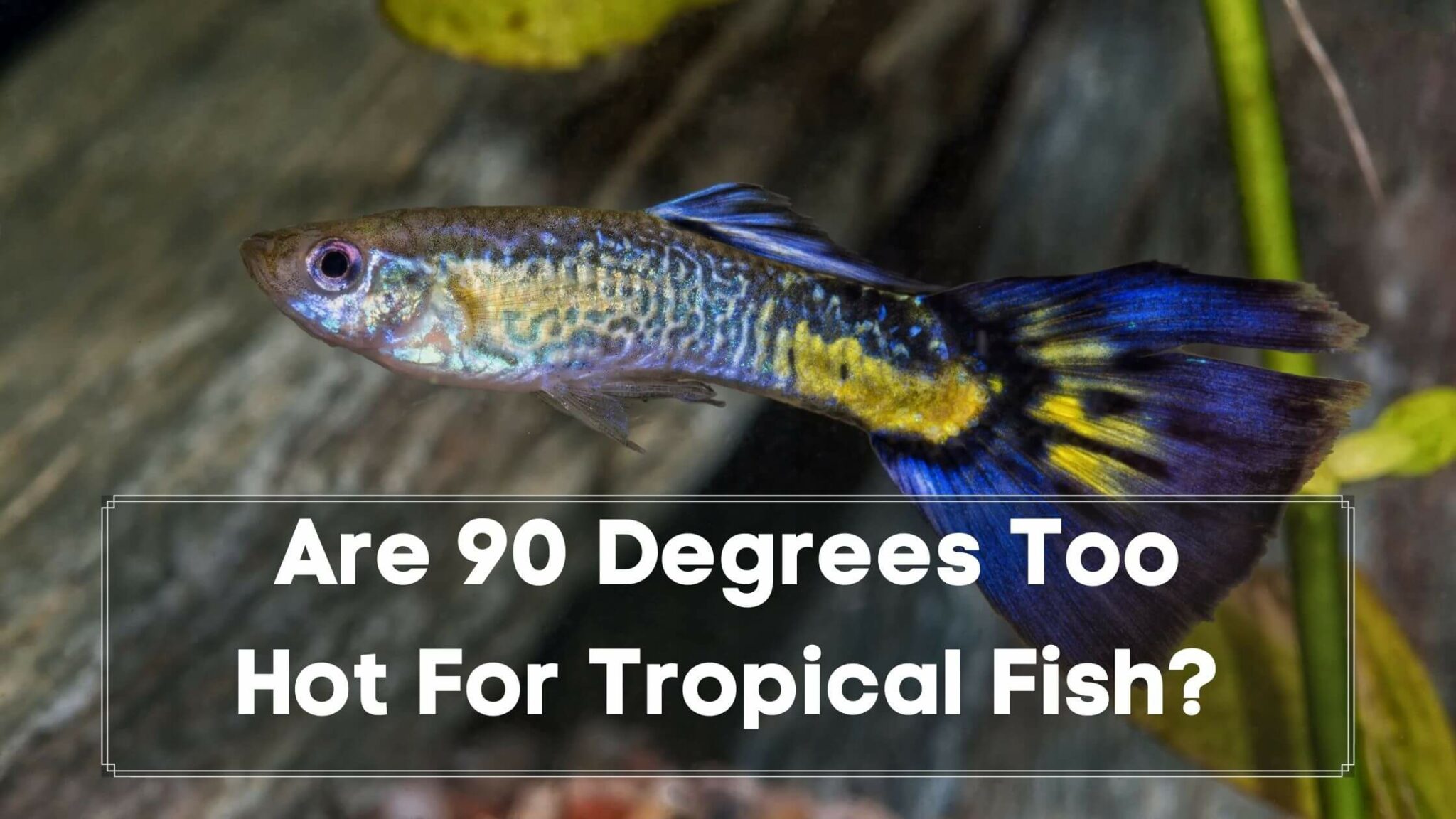 what-temperature-do-guppies-need-ideal-temperature-guide-guppy-fish-care