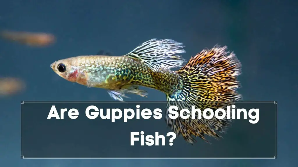 are guppies schooling fish