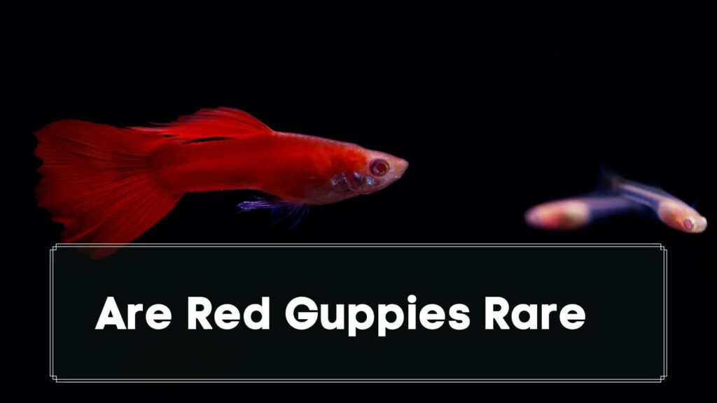 are red guppies rare