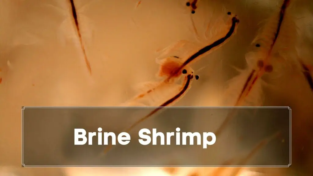 brine shrimp