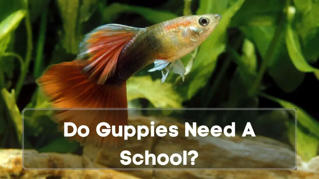 do guppies need a school