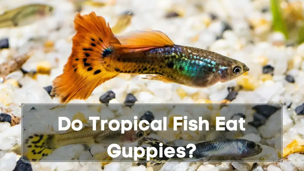 do tropical fish eat guppies