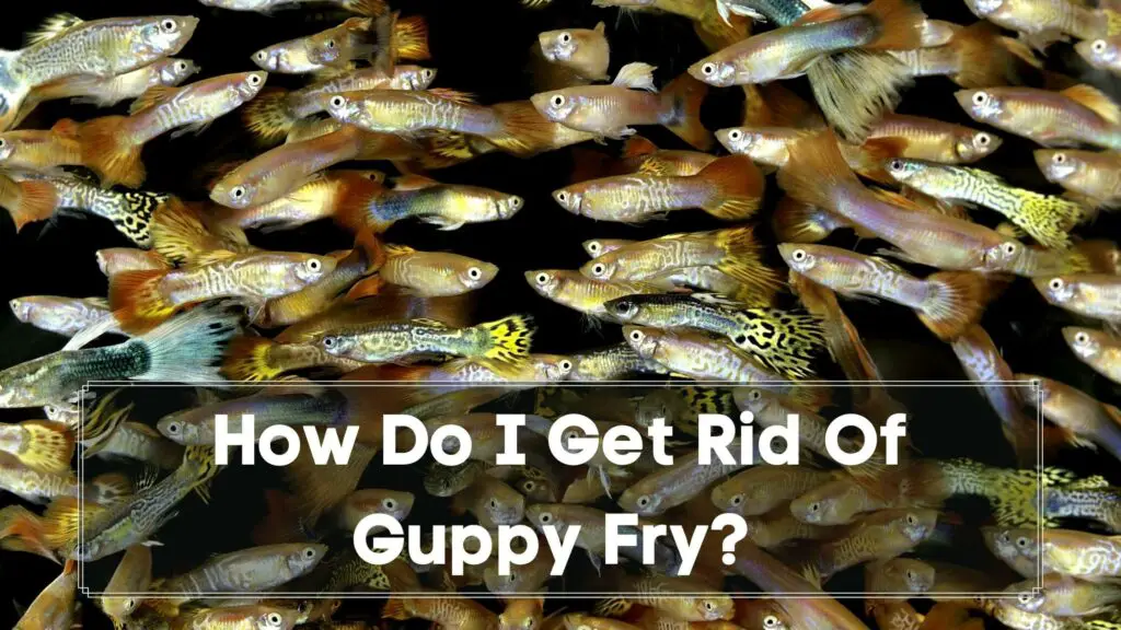 how do i get rid of guppy fry