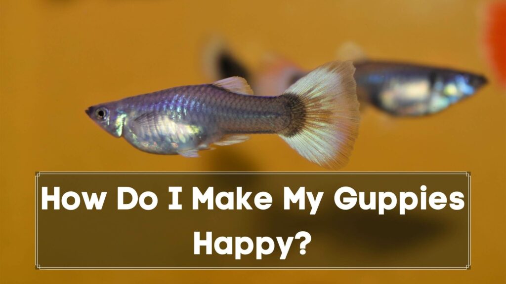 how do i make my guppies happy