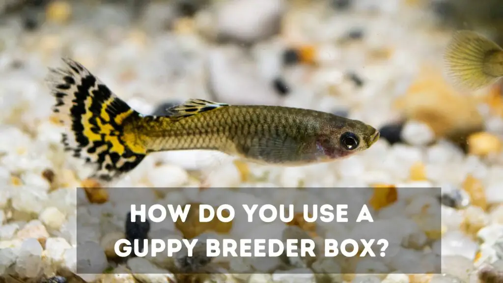 how do you use a guppy breeder box?
