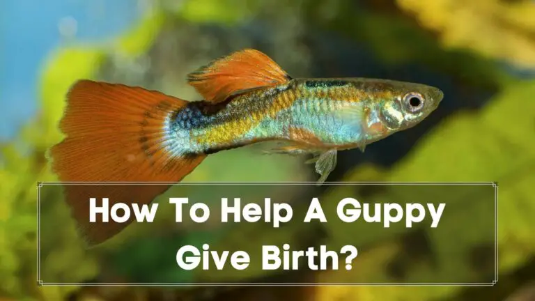 How Do Guppies Give Birth? A Complete Guide - Guppy Fish Care