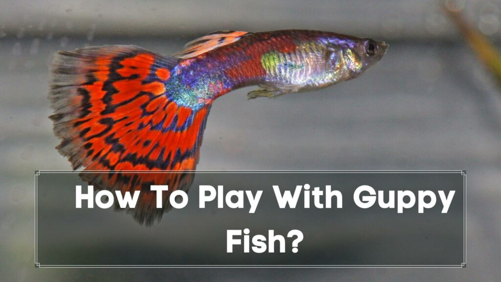 how to play with guppy fish