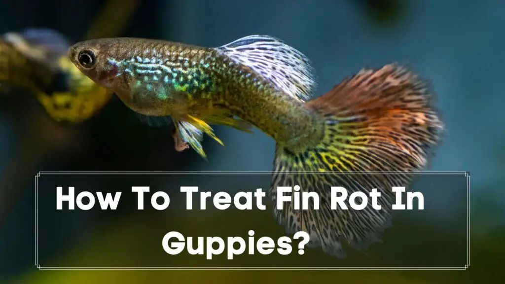 how to treat fin rot in guppies