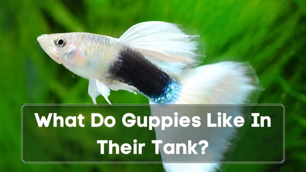 what do guppies like in their tank