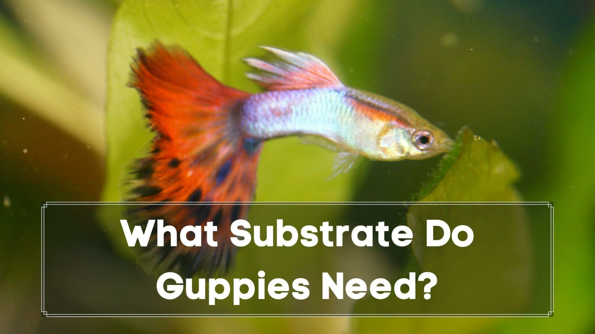 What Are The Best Substrate For Guppies? In 2022 - Guppy Fish Care