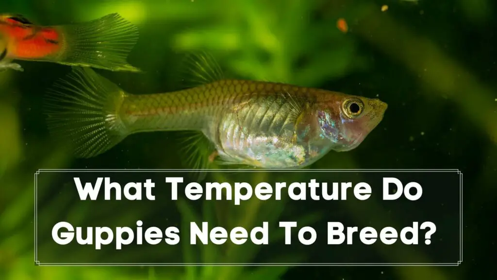 what temperature do guppies need to breed