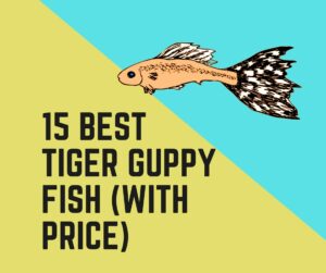 15 Best Tiger Guppy Fish (With Price)
