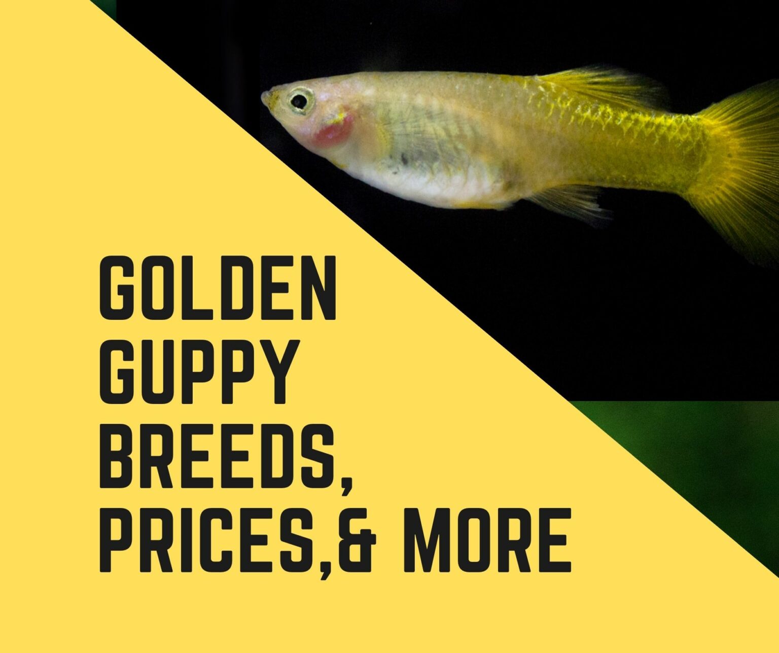 12 Best Golden Guppy Breeds, Price & More - Guppy Fish Care