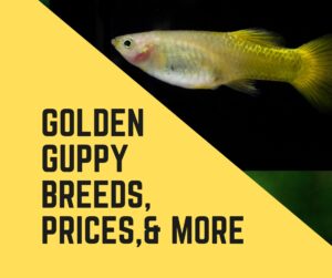 Golden Guppy Breeds, Prices, and More