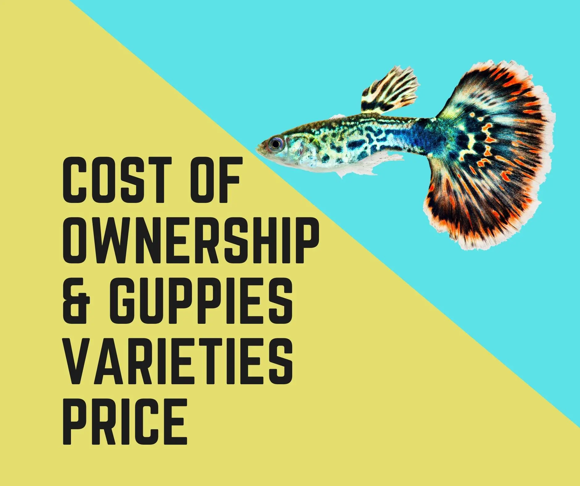 Guppies Cost Of Ownership & Its All Varieties price