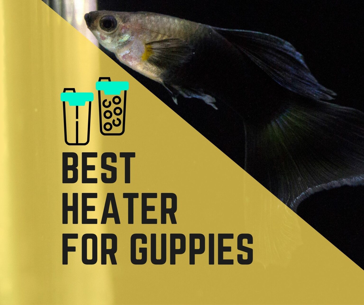 do-guppy-need-heater-5-best-heater-for-guppies-guppy-fish-care