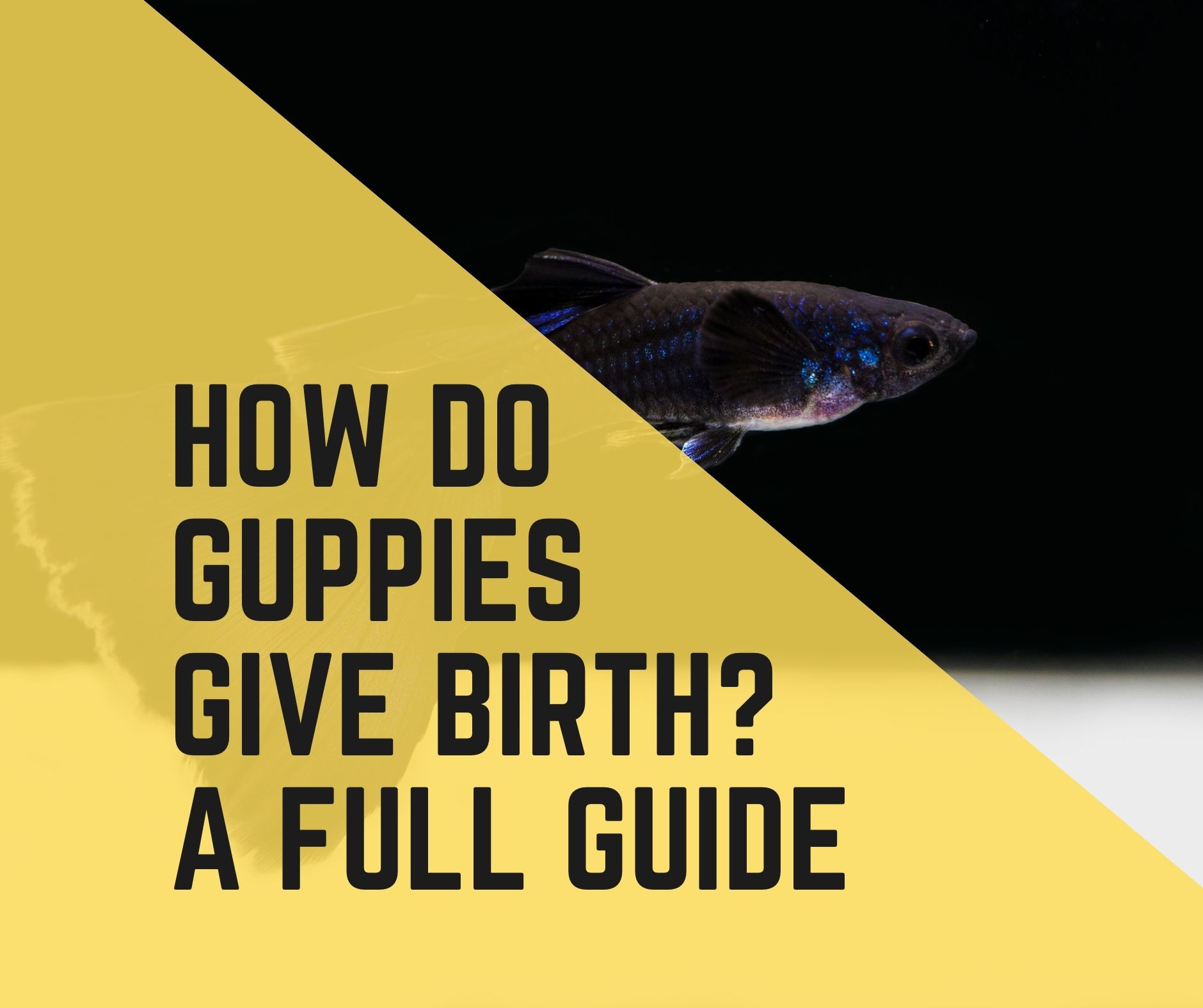 How Do Guppies Give Birth? A Complete Guide