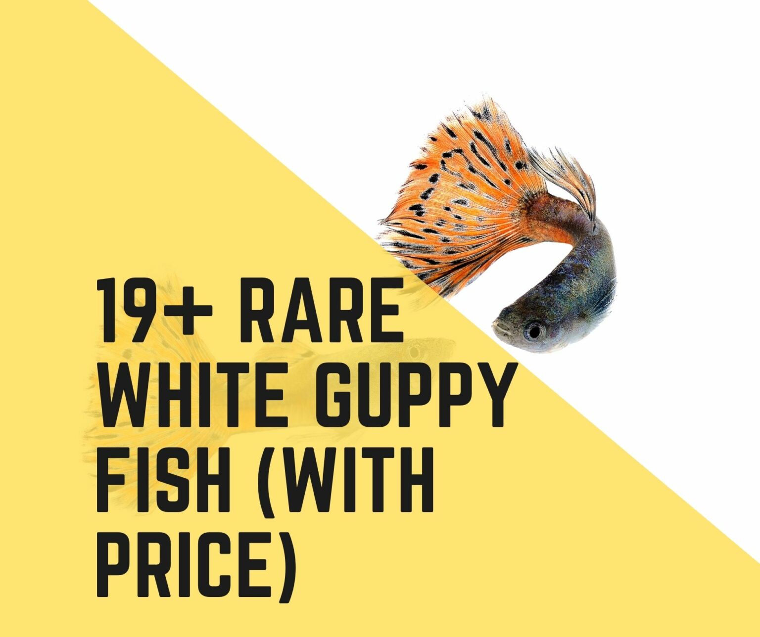 19+ Rare White Guppy Fish (With Price) - Guppy Fish Care