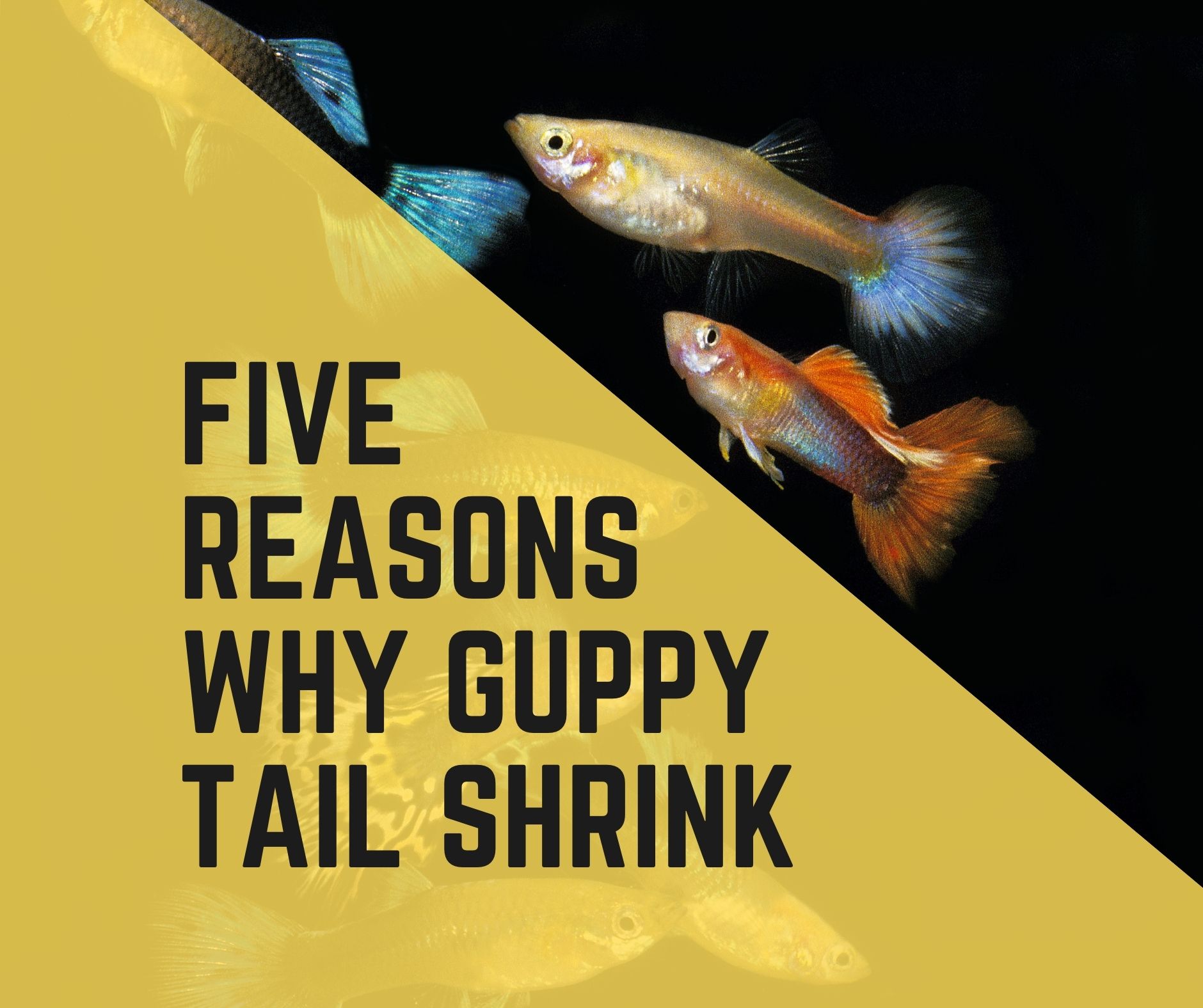 Reason Why Guppy Tail Shrink