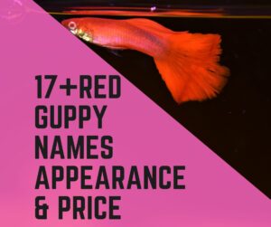Red Guppy Names, Appearance & Price