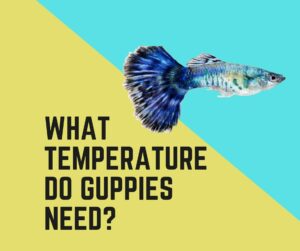 What Temperature Do Guppies Need?